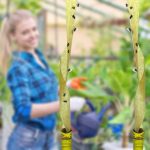 Set 100 Role Adezive pentru Muște, Panglică Lipicioasă pentru Capturarea Insectelor Zburătoare, Fără Insecticid - imagine 7